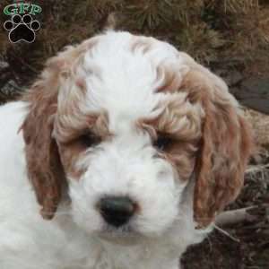 Trent, Miniature Poodle Puppy