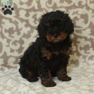 Trent, Cavapoo Puppy