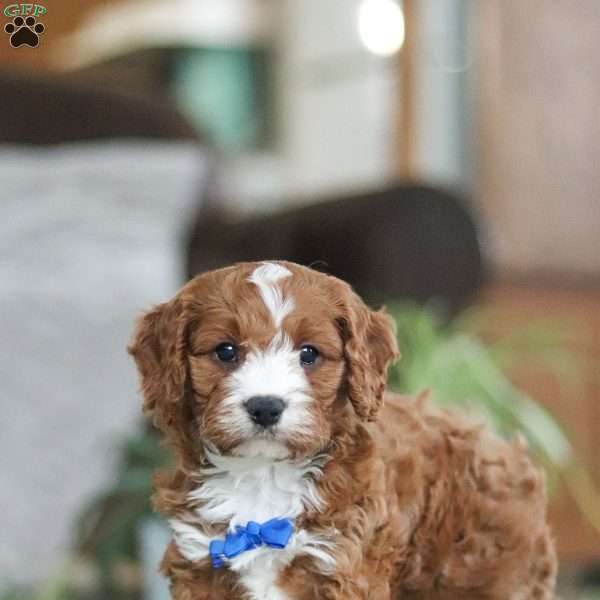 Trevor, Cavapoo Puppy