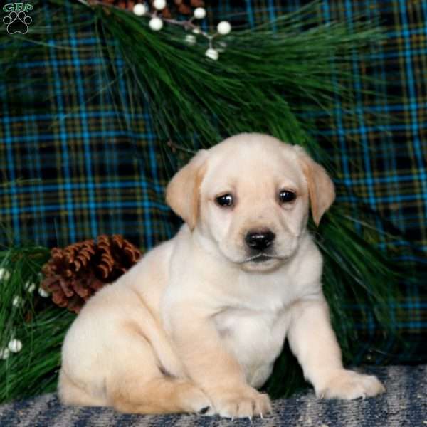 Trish, Yellow Labrador Retriever Puppy