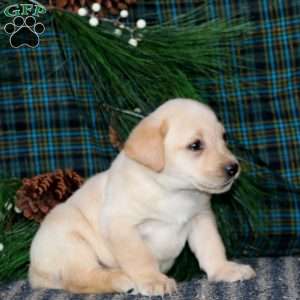 Trish, Yellow Labrador Retriever Puppy