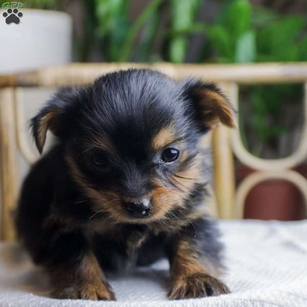 Trixie, Yorkie Puppy