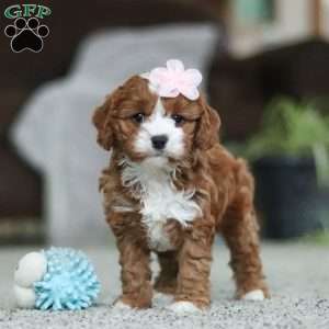 Trixy, Cavapoo Puppy