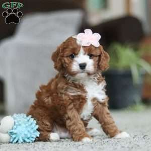 Trixy, Cavapoo Puppy