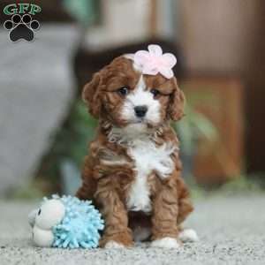 Trixy, Cavapoo Puppy