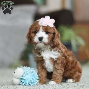 Trixy, Cavapoo Puppy