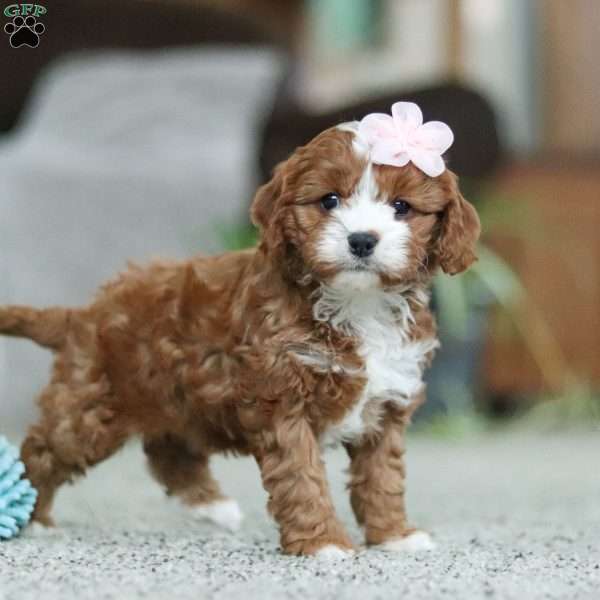 Trixy, Cavapoo Puppy