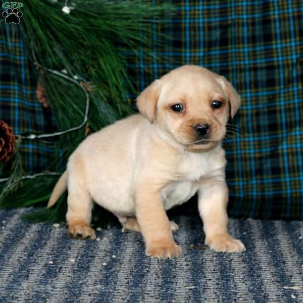 Trooper, Yellow Labrador Retriever Puppy