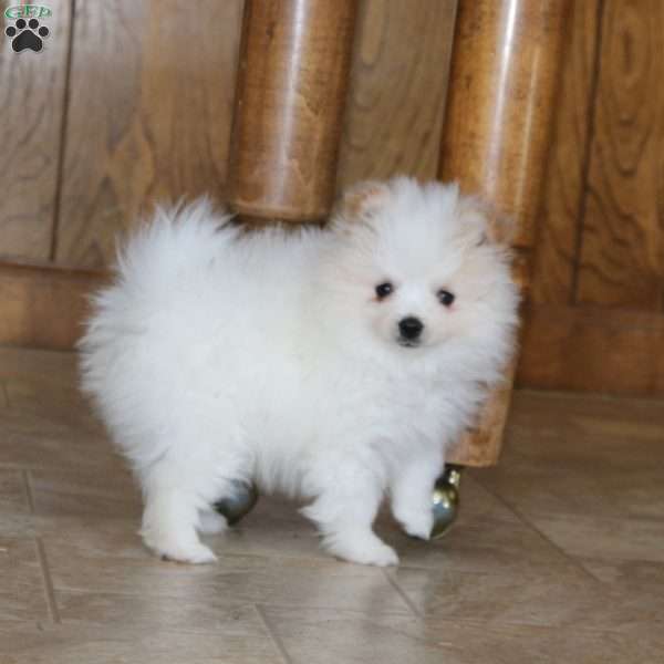 Trooper, Pomeranian Puppy