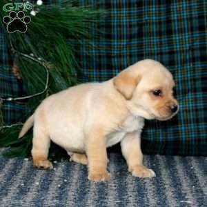 Trooper, Yellow Labrador Retriever Puppy