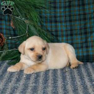 Trooper, Yellow Labrador Retriever Puppy