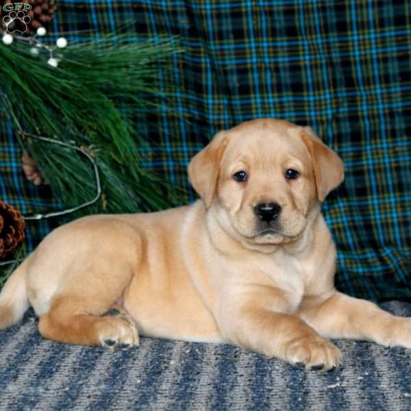 Troy, Yellow Labrador Retriever Puppy