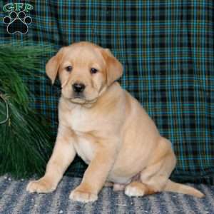 Troy, Yellow Labrador Retriever Puppy