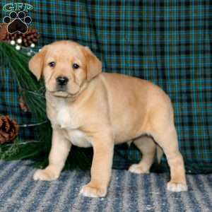 Troy, Yellow Labrador Retriever Puppy