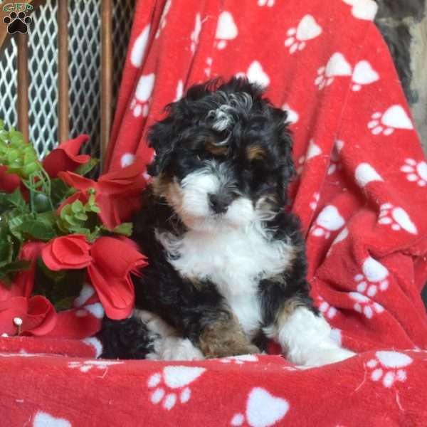 Truffles, Mini Bernedoodle Puppy