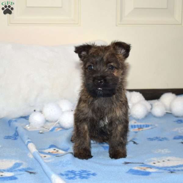 Truffles, Cairn Terrier Puppy