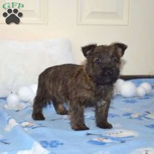 Truffles, Cairn Terrier Puppy