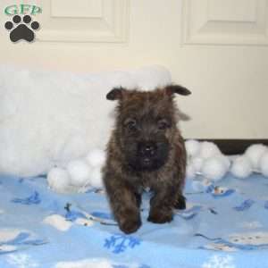 Truffles, Cairn Terrier Puppy