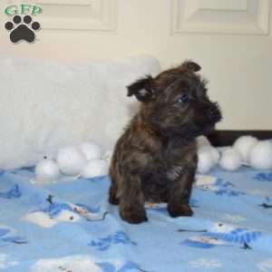 Truffles, Cairn Terrier Puppy