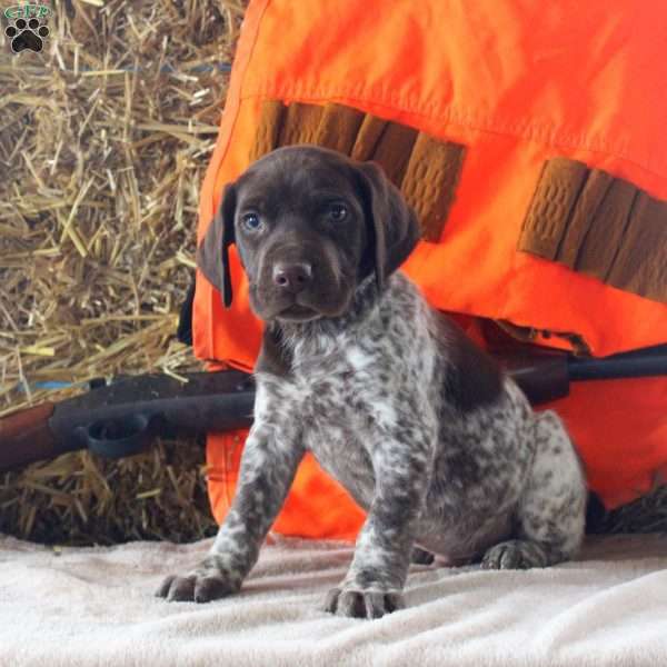 Tucker, German Shorthaired Pointer Puppy