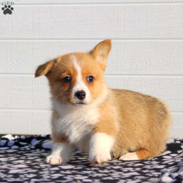 Tucker, Pembroke Welsh Corgi Puppy