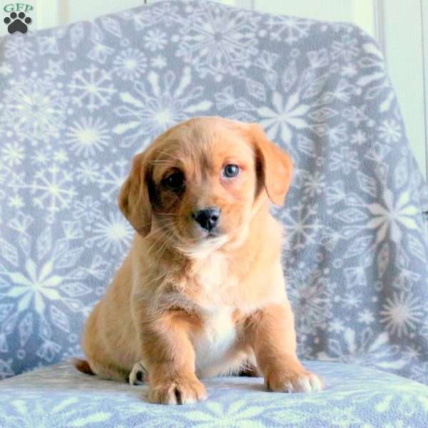 Tucker, Labrador Mix Puppy