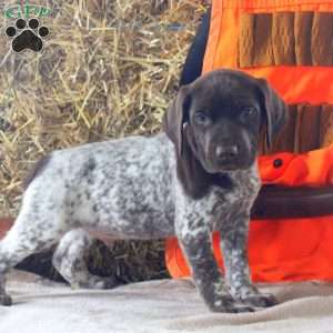 Tucker, German Shorthaired Pointer Puppy