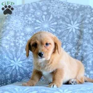 Tucker, Labrador Mix Puppy