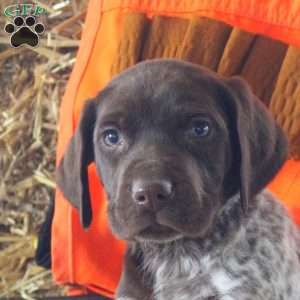 Tucker, German Shorthaired Pointer Puppy