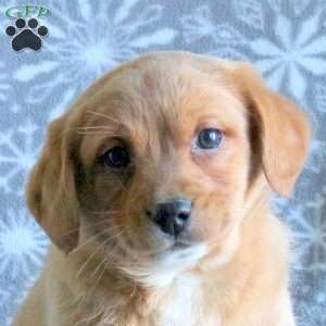 Tucker, Labrador Mix Puppy