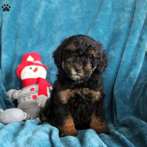 Tucker, Miniature Poodle Puppy