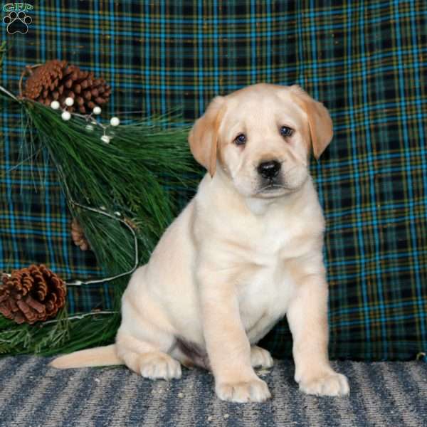 Tucker, Yellow Labrador Retriever Puppy