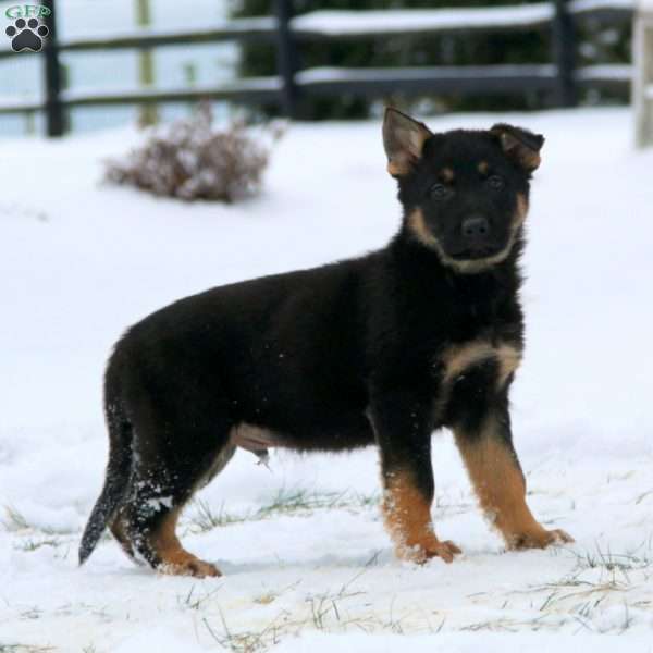 Tucker, German Shepherd Puppy