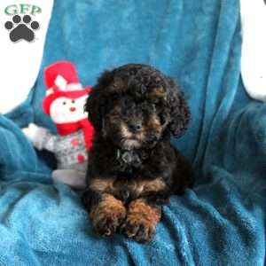 Tucker, Miniature Poodle Puppy