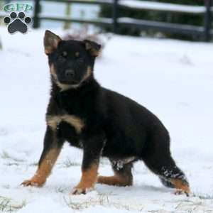 Tucker, German Shepherd Puppy