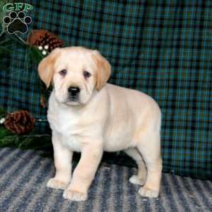 Tucker, Yellow Labrador Retriever Puppy