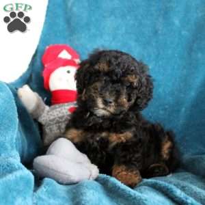 Tucker, Miniature Poodle Puppy