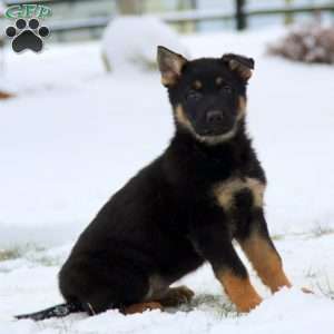 Tucker, German Shepherd Puppy