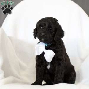 Tucker-F1B, Cockapoo Puppy