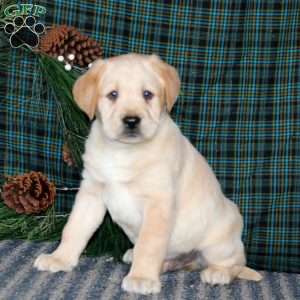 Tucker, Yellow Labrador Retriever Puppy