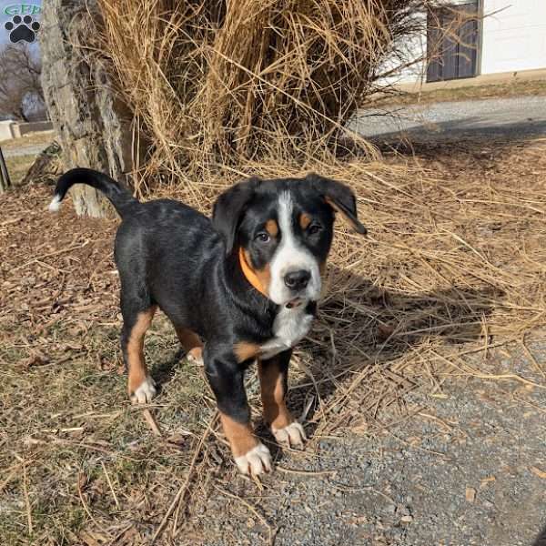 Tucker, Greater Swiss Mountain Dog Puppy