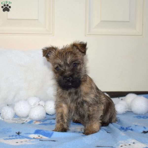 Turbo, Cairn Terrier Puppy