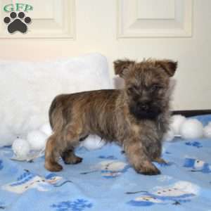 Turbo, Cairn Terrier Puppy