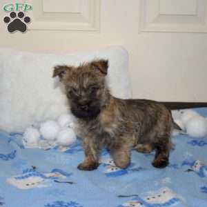 Turbo, Cairn Terrier Puppy