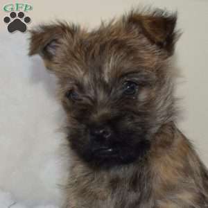 Turbo, Cairn Terrier Puppy