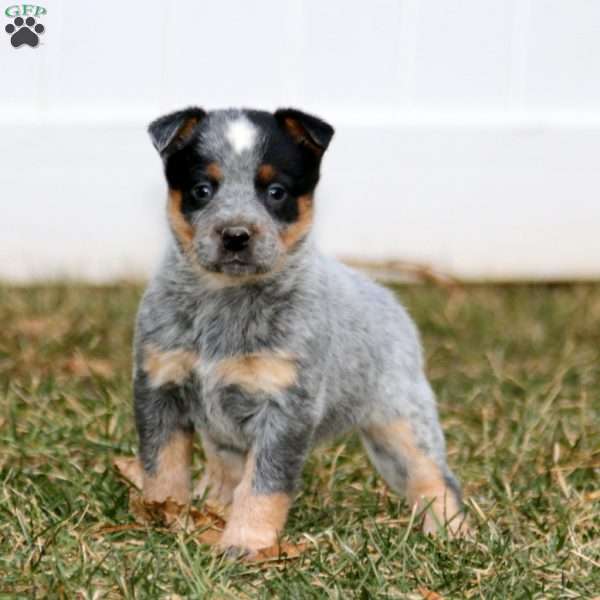 Twilight, Blue Heeler – Australian Cattle Dog Puppy