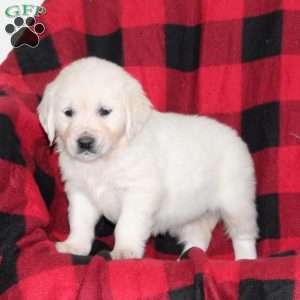 Twinkle, English Cream Golden Retriever Puppy