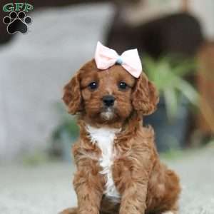 Twinkle, Cavapoo Puppy