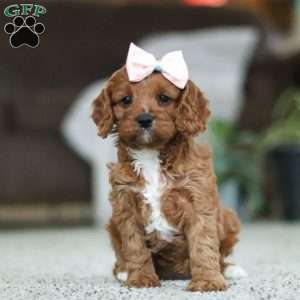 Twinkle, Cavapoo Puppy