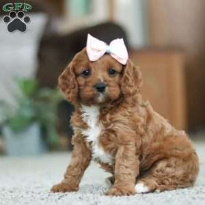 Twinkle, Cavapoo Puppy